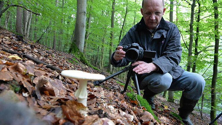 Besonders schöne Exemplare - hier ein Gelber Knollenblätterpilz - werden immer noch abgelichtet. Thomas Wallner besitzt inzwischen um die 30 000 Pilz-Fotos.  Foto: Ronald Rinklef