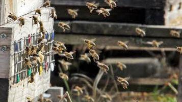März: Die Bienen in Stublang bei Bad Staffelstein nutzen die Gelegenheit für den Jungfernflug des Jahres. Foto: Tobias Stich