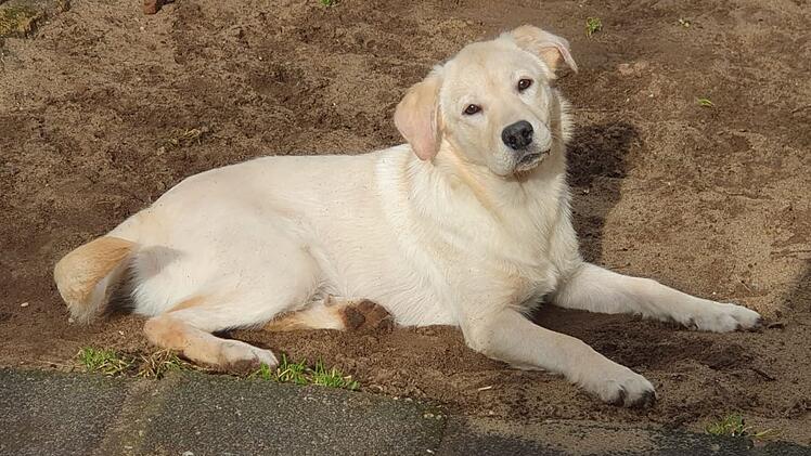 Tierheim Nürnberg: Trauriges Schicksal um Hund 'Lucy' - "Warum will mich denn keiner?"