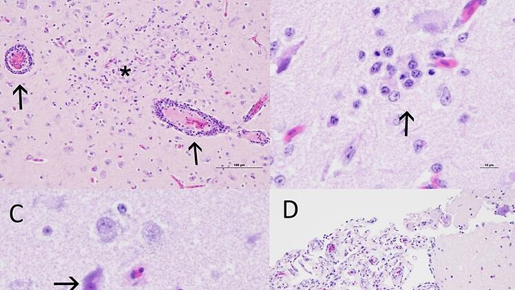Newcastle-Krankheit erreicht jetzt Bayern - "Impfung und T&ouml;tung"