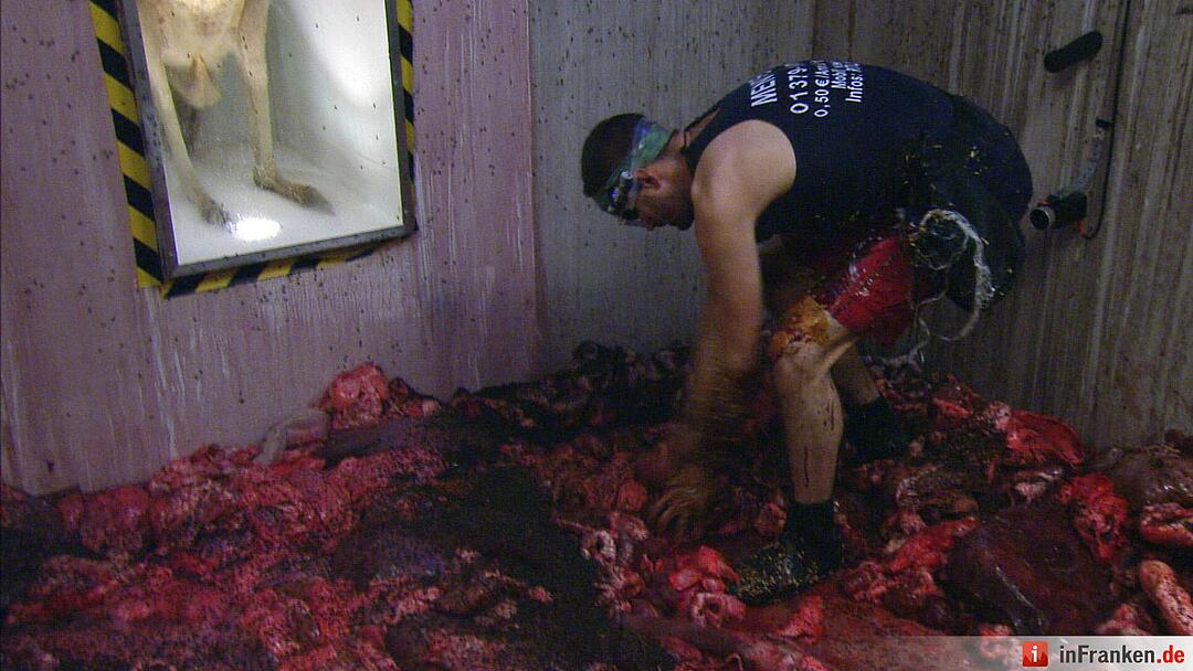 Ich bin ein Star - Holt mich hier raus!