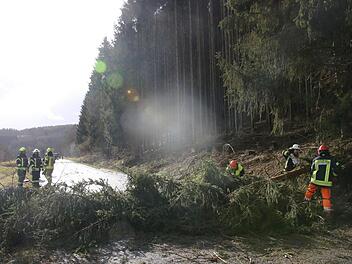 Sturmtief "Sabine" fegte in der Nacht zum Montag über den Landkreis Kulmbach und warf - wie hier zwischen Ködnitz und Waizendorf - zahlreiche Bäume um. Feuerwehren und weitere fleißige Helfer waren an vielen Orten damit beschäftigt, Straßen und Wege von Stämmen und Ästen zu befreien und die Durchfahrt zu gewährleisten. Foto: Jochen Nützel