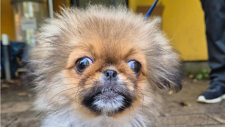 Tierheim Nürnberg sucht reiche Nichtraucher für Hund Grisu