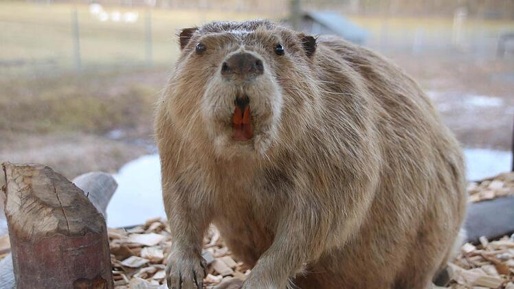 Dieser ausgestopfte Biber ist in einer Vitrine im Wild-Park ausgestellt. Foto: Kathrin Kupka-Hahn