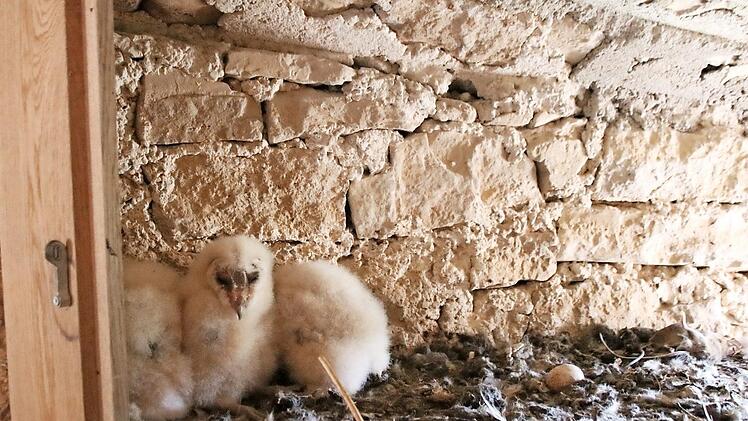 Ein kuscheliges Nest haben die drei jungen Schleiereulen in einer ehemaligen Schießscharte des Oberen Tores. Foto: Heike Beudert