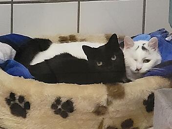 Tierheim Kulmbach: Katzen warten seit 13 Jahren auf Vermittlung - "lasst sie nicht im Tierheim sterben"