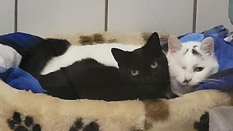 Tierheim Kulmbach: Katzen warten seit 13 Jahren auf Vermittlung - "lasst sie nicht im Tierheim sterben"