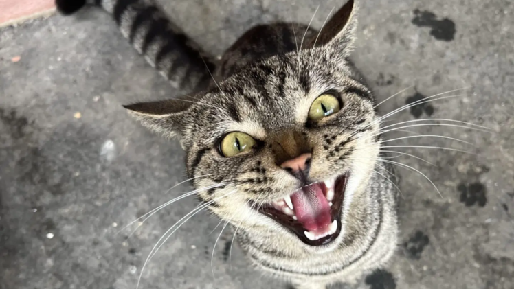 Tierheim Bamberg startet Aufruf für "sehr gesprächigen Kater" Cliff