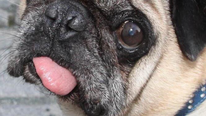 Auch der Mops Otto feiert mit.