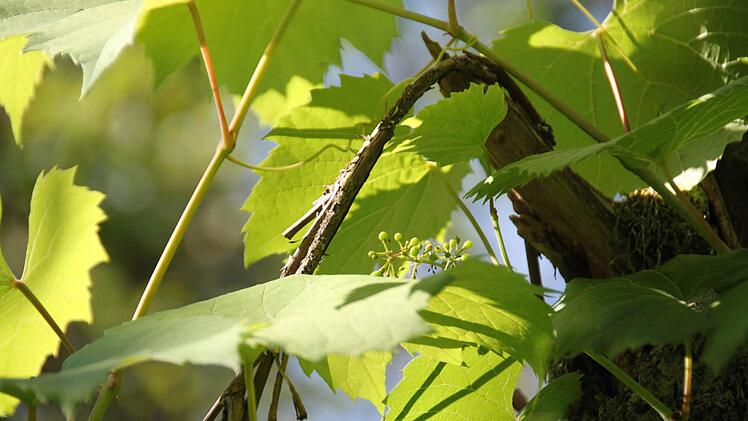 Historischer Weinstock im Goldgrund.
