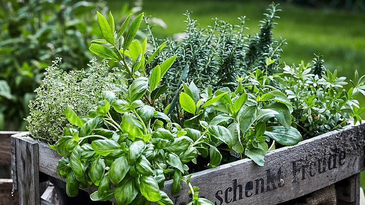 Kräuter - 10 Pflanzen für schattige Garten und Balkon