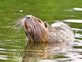 Nutrias gelten als invasive Art: Sie stammen urspr&uuml;nglich aus S&uuml;damerika.