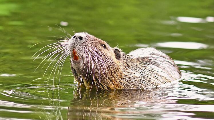 Nutrias gelten als invasive Art: Sie stammen urspr&uuml;nglich aus S&uuml;damerika.