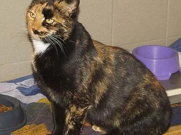 Ravenna ist eine bildh&uuml;bsche Katzendame. Foto: Tierheim