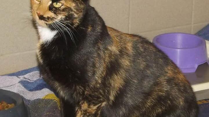 Ravenna ist eine bildh&uuml;bsche Katzendame. Foto: Tierheim