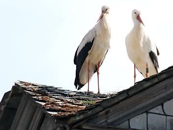 Lässt sich in Stadtsteinach ein Storchenpaar nieder? Foto: Klaus Klaschka
