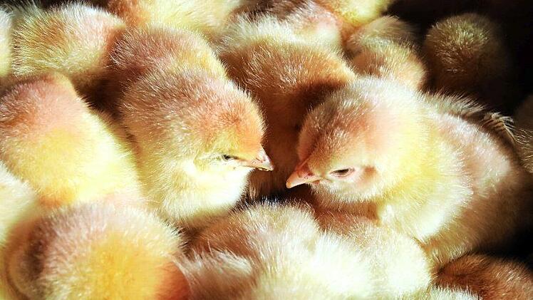 Männliche Küken sitzen in einem Korb. Das millionenfache Töten männlicher Küken in der deutschen Legehennenhaltung soll ab Anfang 2022 verboten sein. Foto: Bernd Wüstneck, dpa