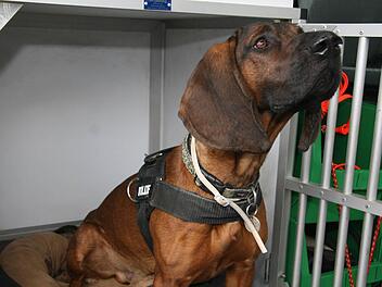 Ein Schnüffler genügt - schon nimmt Polizeihund Bertram die Spur auf. Foto: Sonja Adam