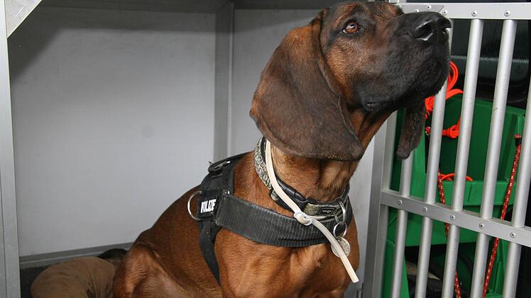 Ein Schnüffler genügt - schon nimmt Polizeihund Bertram die Spur auf. Foto: Sonja Adam