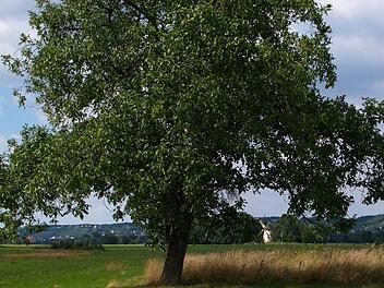 Foto: Kuratorium Baum des Jahres dpa/lbn