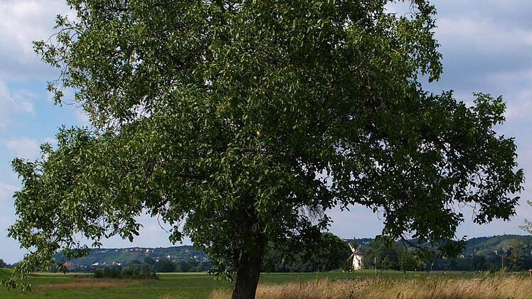 Foto: Kuratorium Baum des Jahres dpa/lbn
