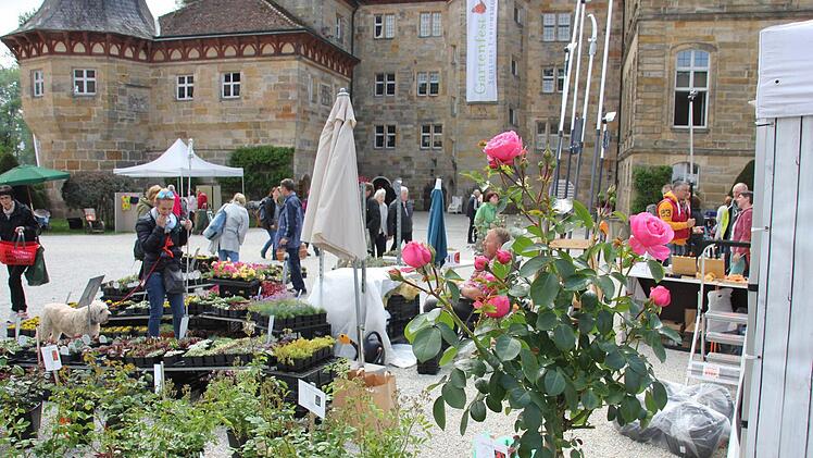 Sag's durch die Blume (Rose).Foto: Ralf Kestel