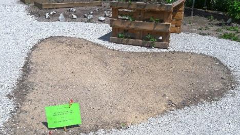 Dieses Beet wird das blühende Herz des Gartens.  Foto: Bernhard Panzer