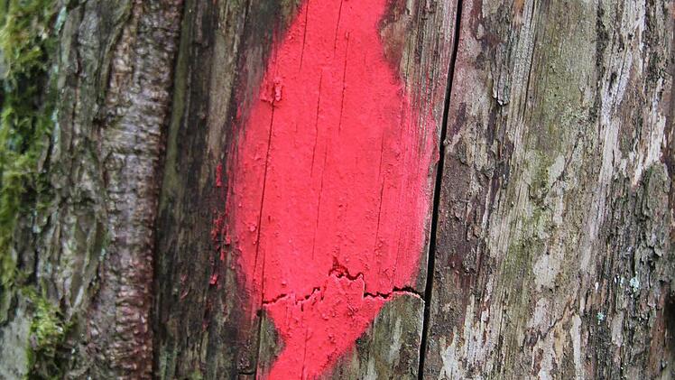Ein mit Leuchtfarbe aufgesprühtes Spechtsymbol zeigt den Waldarbeitern: "Hände weg von diesem Baum!"  Foto: Friedwald Schedel