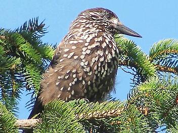Sehr scheu: der Tannenhäher. Zurzeit ist er wieder in den heimischen Gärten zu beobachten.  Foto: Wikipedia