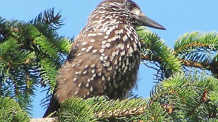 Sehr scheu: der Tannenhäher. Zurzeit ist er wieder in den heimischen Gärten zu beobachten.  Foto: Wikipedia
