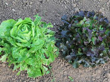 Roter Salat wird weniger von Blattläusen und Schnecken beachtet. Foto: Jupp Schröder