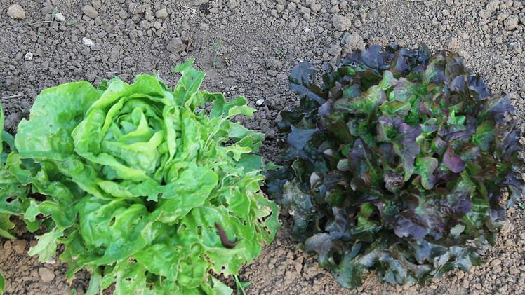 Roter Salat wird weniger von Blattläusen und Schnecken beachtet. Foto: Jupp Schröder