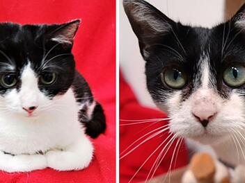 Tierheim Nürnberg: Traurige Rückkehr für Katzenpaar - "einfach an der Regnitz ausgesetzt"