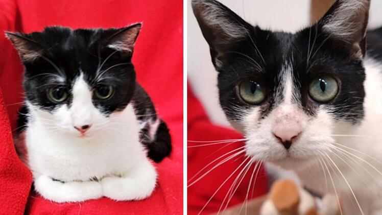 Tierheim Nürnberg: Traurige Rückkehr für Katzenpaar - "einfach an der Regnitz ausgesetzt"