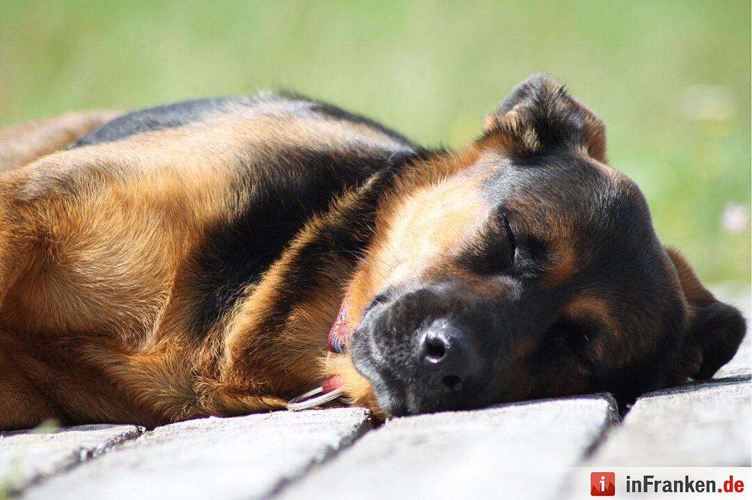 Auf den Hund gekommen: Die schönsten fränkischen Hunde unserer Nutzer