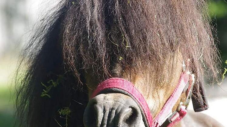 Shetland-Pony Carlos geht es nach der Beißattacke Anfang Juli wieder gut. Foto: privat