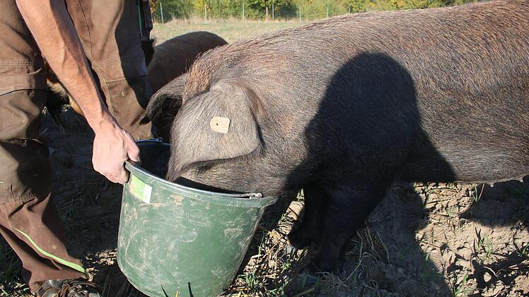Wenn der Hunger gro&szlig; ist, verschwindet schon mal der ganze Kopf im Eimer.Foto: Stefanie Gleixner