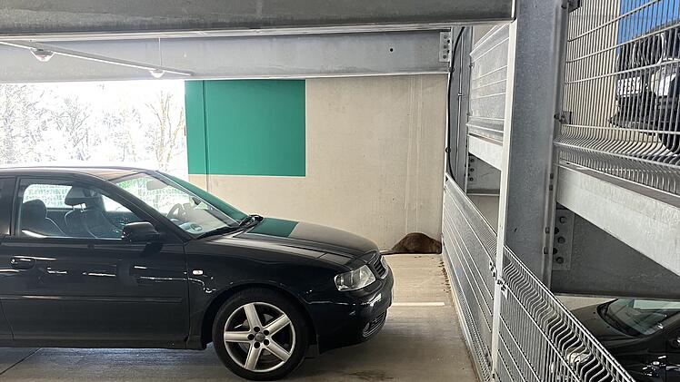 Tierischer Rettungseinsatz in Bamberg: Biber verirrt sich ins Klinkum-Parkhaus