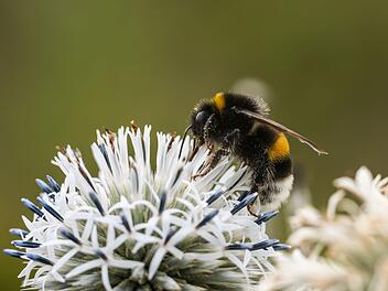 Wildbienen bedroht.