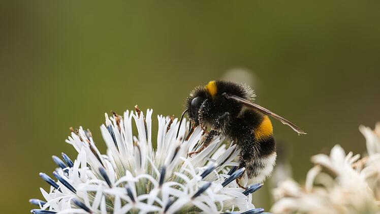 Wildbienen bedroht.