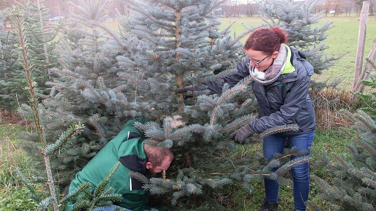 Christian Reusch und Nadja Schneider von der Regionalmarke Rhön schlagen einen Bio-Weihnachtsbaum.  Foto: Winfried Ehling