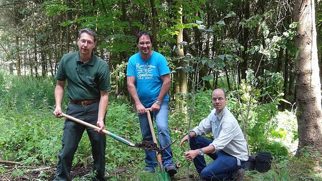 Junge klimatolerante B&auml;ume wurden im Bereich der L&auml;nzinger Waldk&ouml;rperschaft in Oberelsbach vom Amt f&uuml;r Ern&auml;hrung, Landwirtschaft und Forsten zur Verf&uuml;gung gestellt und publikumswirksam gepflanzt. Das Bild zeigt von links Forstoberrat Huber T&uuml;rich, den Vorsitzenden der L&auml;nzinger K&ouml;rperschaft G&uuml;nter Fellenstein und Klimafachmann Peter Bittermann. Foto: Marion Eckert