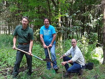 Junge klimatolerante Bäume wurden im Bereich der Länzinger Waldkörperschaft in Oberelsbach vom Amt für Ernährung, Landwirtschaft und Forsten zur Verfügung gestellt und publikumswirksam gepflanzt. Das Bild zeigt von links Forstoberrat Huber Türich, den Vorsitzenden der Länzinger Körperschaft Günter Fellenstein und Klimafachmann Peter Bittermann. Foto: Marion Eckert