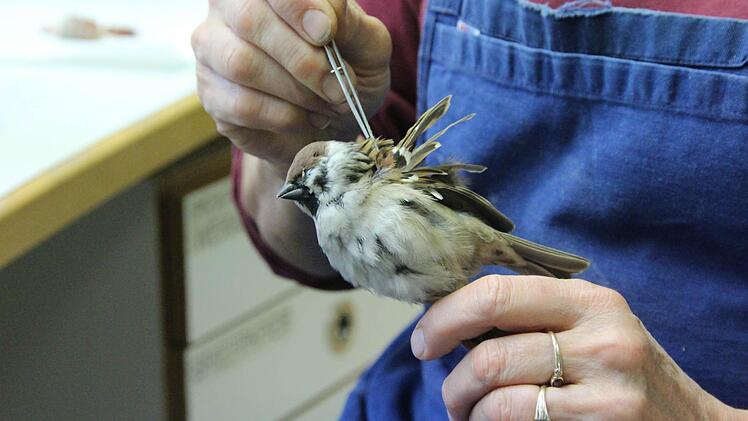Die Federn müssen ordentlich liegen.