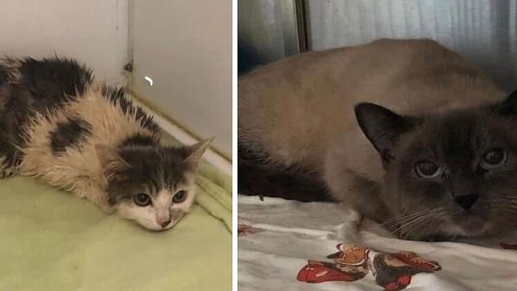 Leinburg: 115 hilflose Katzen aus Mini-Wohnung gerettet - Polizei nennt Details zu Rettungsaktion