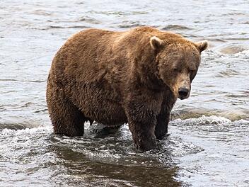 Braunbär Nr. 856 im Finale bei "Fat Bear"-Wahlen