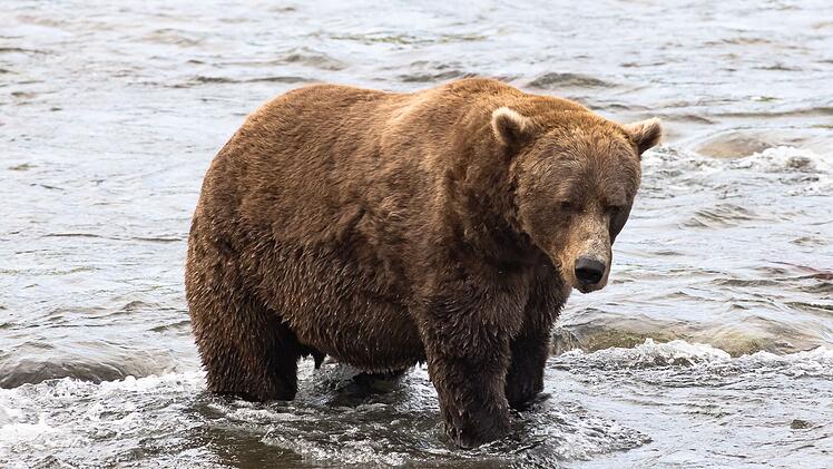 Braunbär Nr. 856 im Finale bei "Fat Bear"-Wahlen