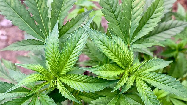 Cannabis