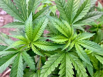 Cannabis