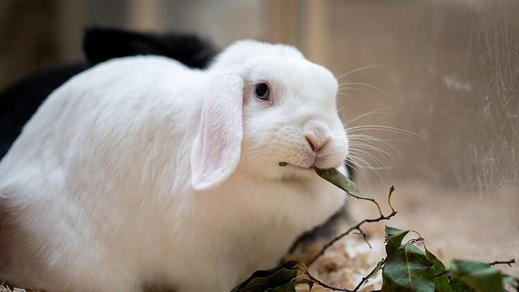 Tierheim Nürnberg: Vermittlungsstopp über Weihnachten